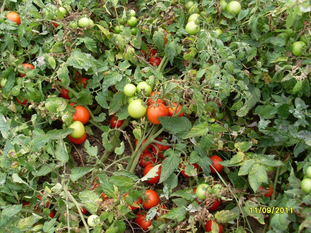 Сербичани з panoramio.com - Сербичаны