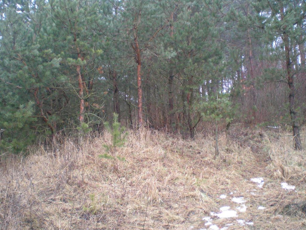 Махаринці з panoramio.com - Makharyntsi