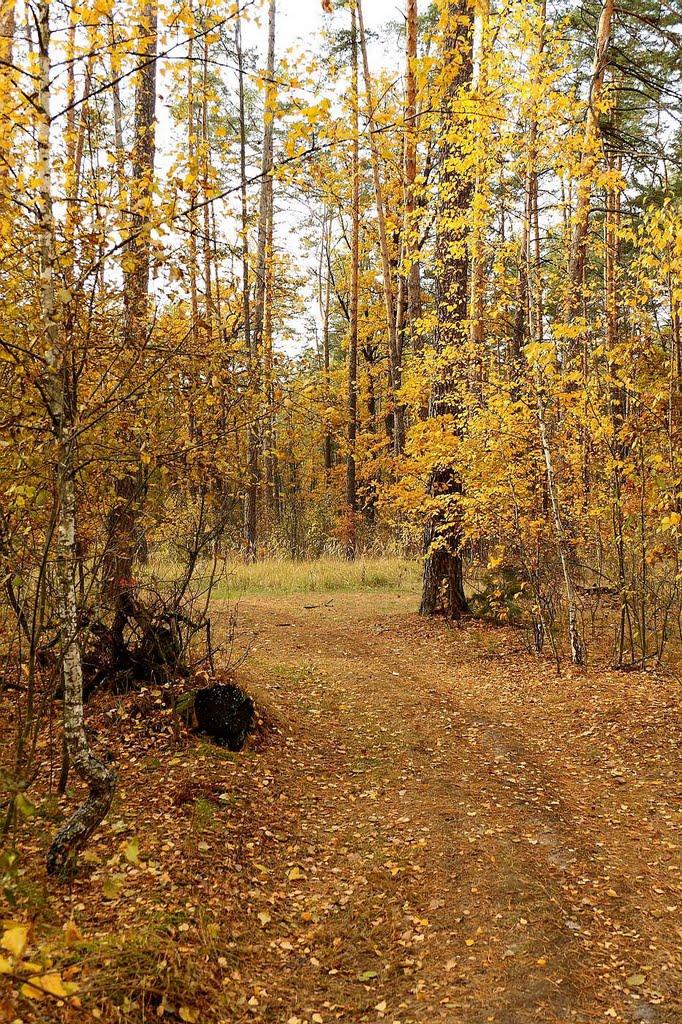 Клавдієво-Тарасове з panoramio.com - Клавдієво-Тарасове