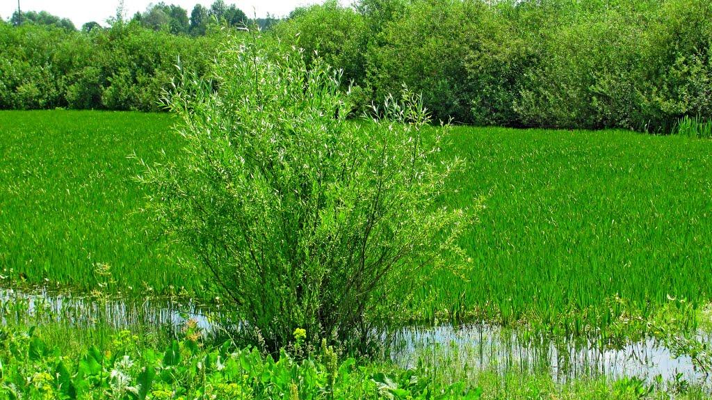 Ремчиці з panoramio.com - Ремчиці