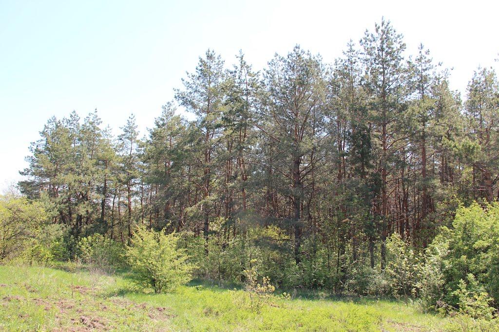 Зайцеве з panoramio.com - Зайцеве