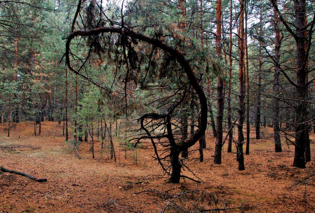 Пологи-Низ з panoramio.com - Пологи-Низ