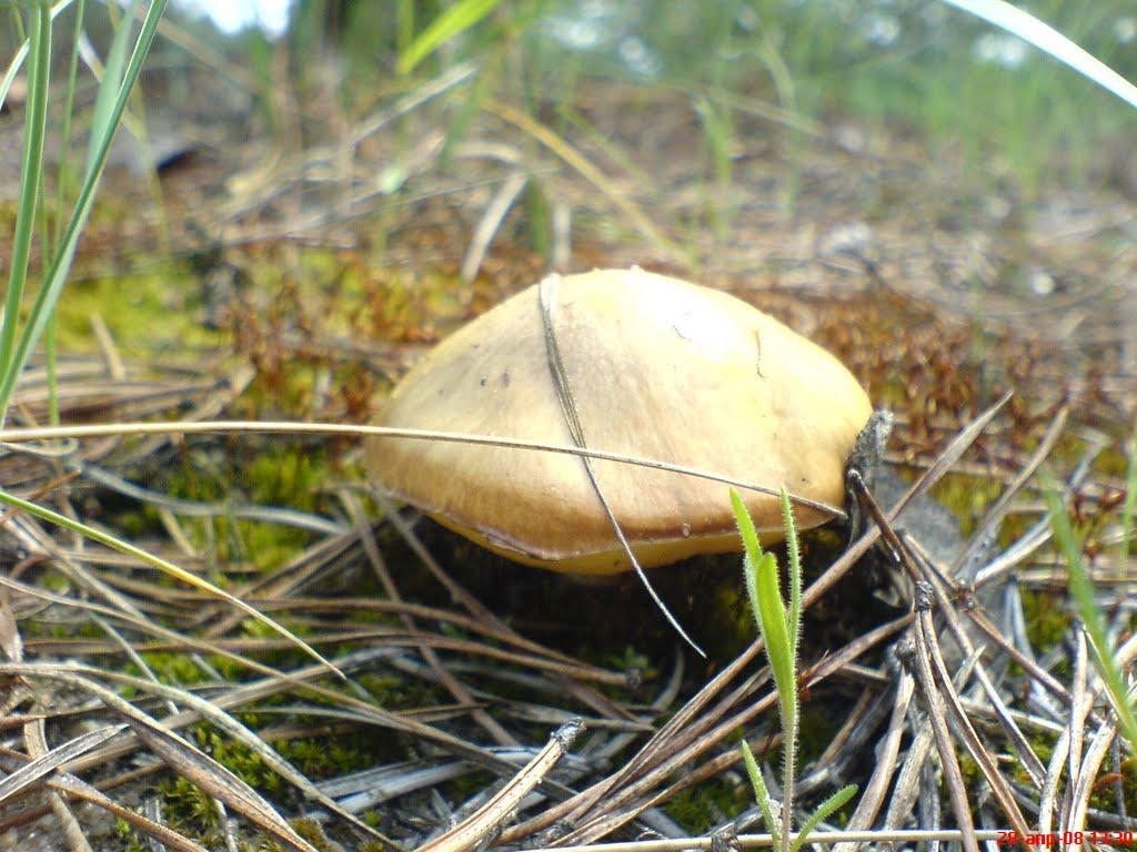 Борівське з panoramio.com - Борівське