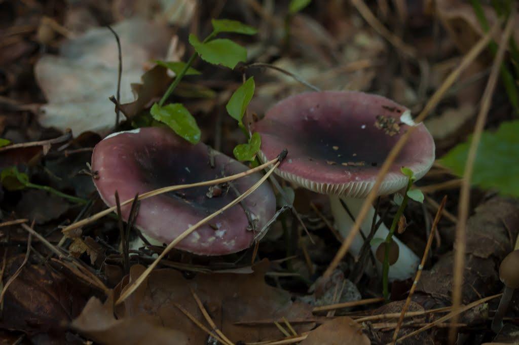 Лісопіль з panoramio.com - Лесополь