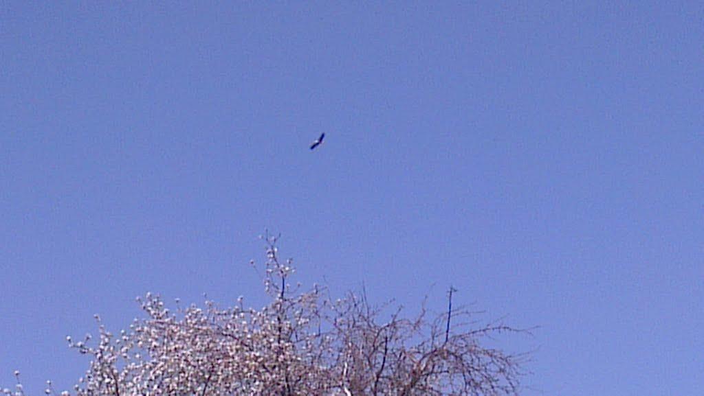 Слоут з panoramio.com - Слоут