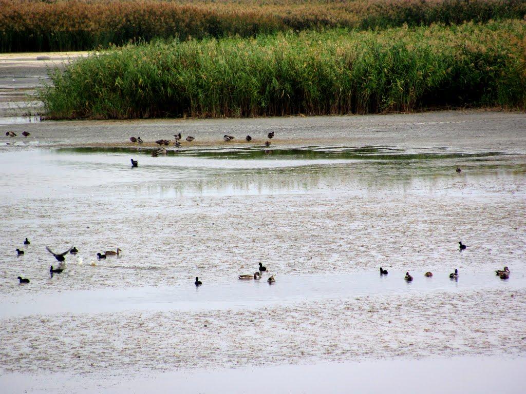 Новий Буг з panoramio.com - Новий Буг