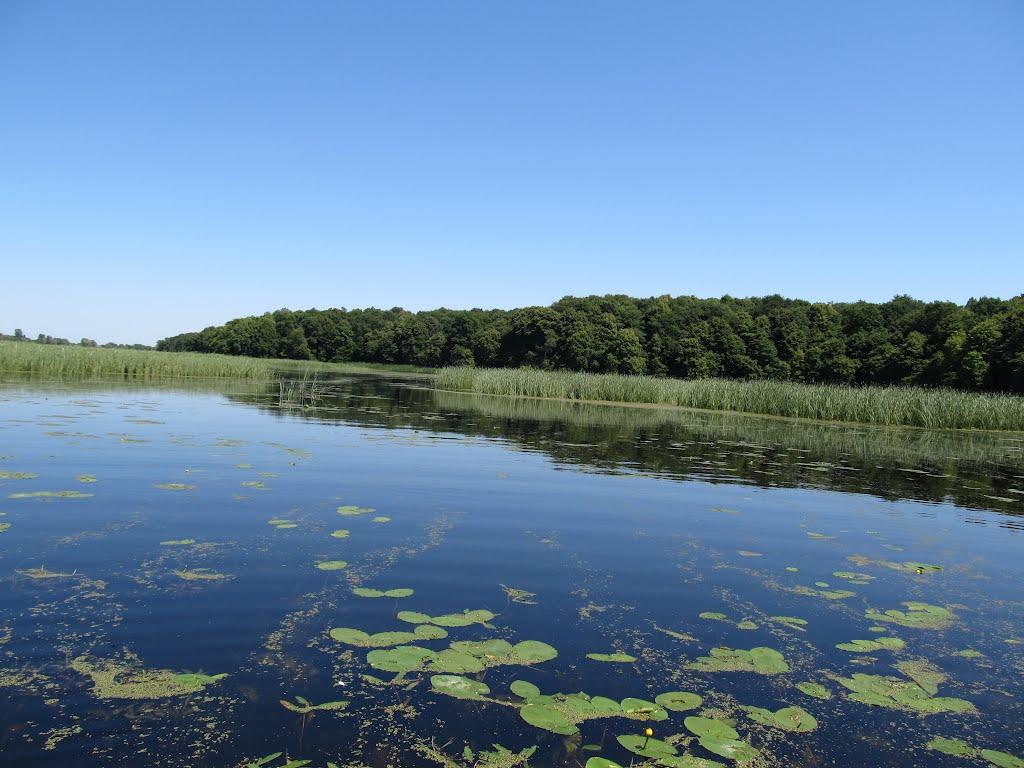 Липа з panoramio.com - Липа