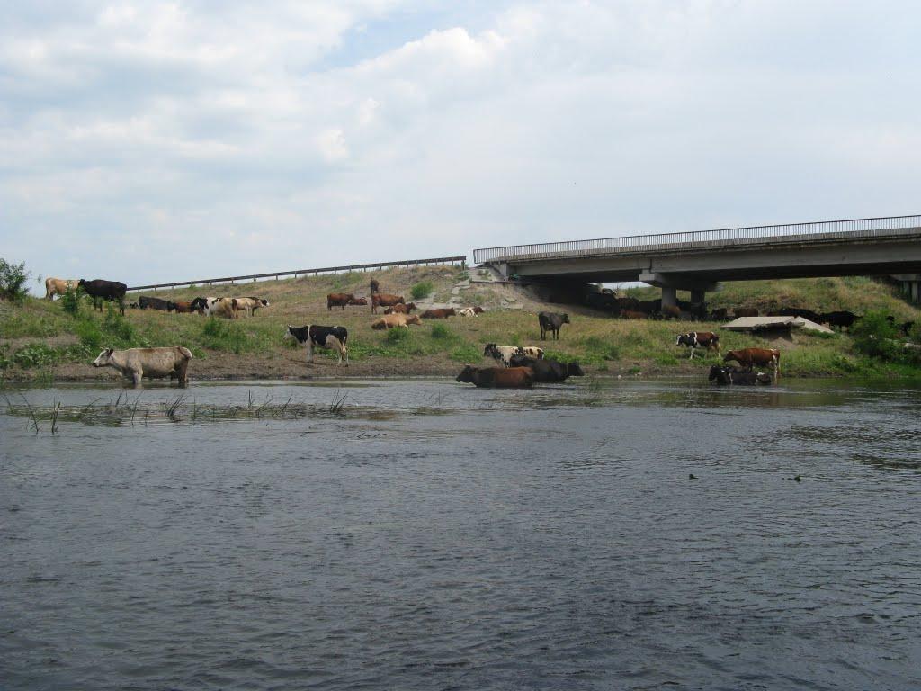 Сорочине з panoramio.com - Сорочине