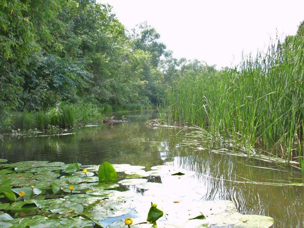 Кияшки з panoramio.com - Кияшки
