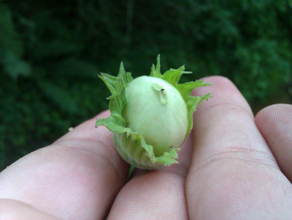 Лопушанка-Хомина з panoramio.com - Лопушанка-Хомина