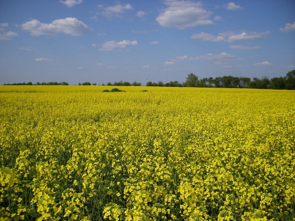 Новотроїцьке з panoramio.com - Новотроїцьке