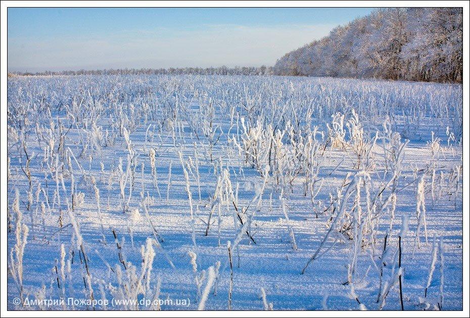 Липці з panoramio.com - Lyptsi