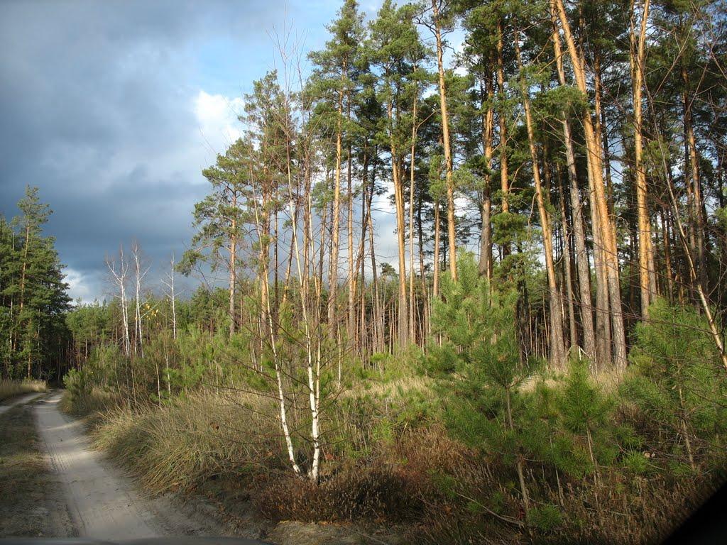Новосілки з panoramio.com - Новоселки