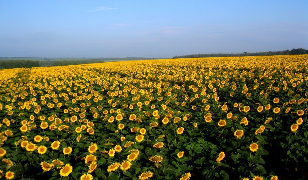 Василе-Устимівка з panoramio.com - Василе-Устимівка