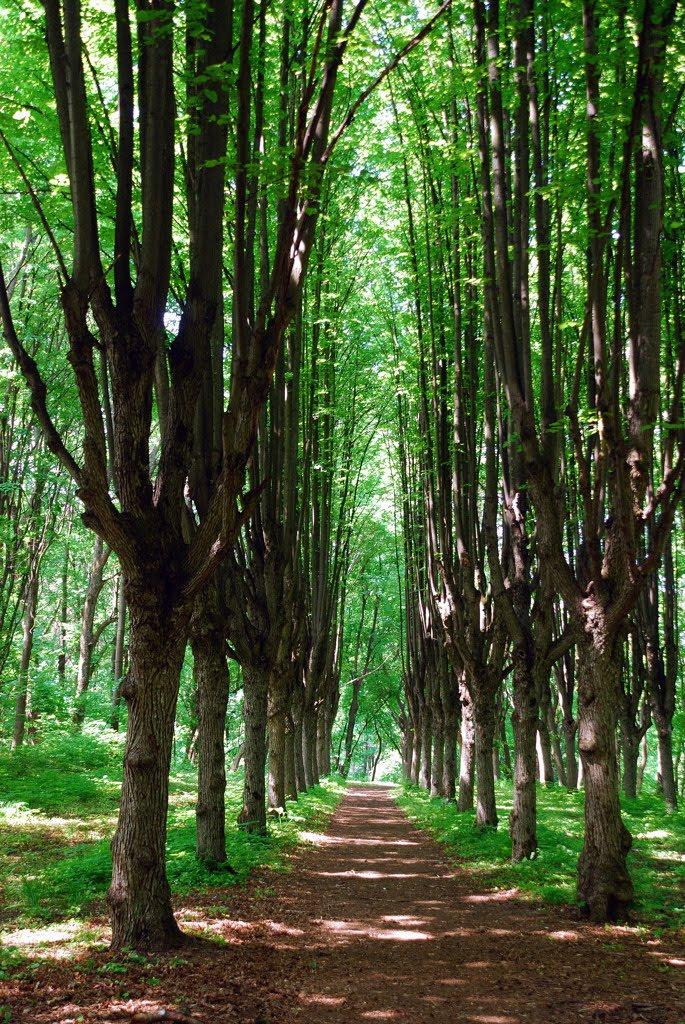 Шарівка з panoramio.com - Шаровка