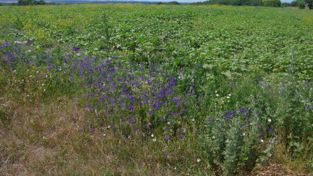 Шишаки з panoramio.com - Шишаки
