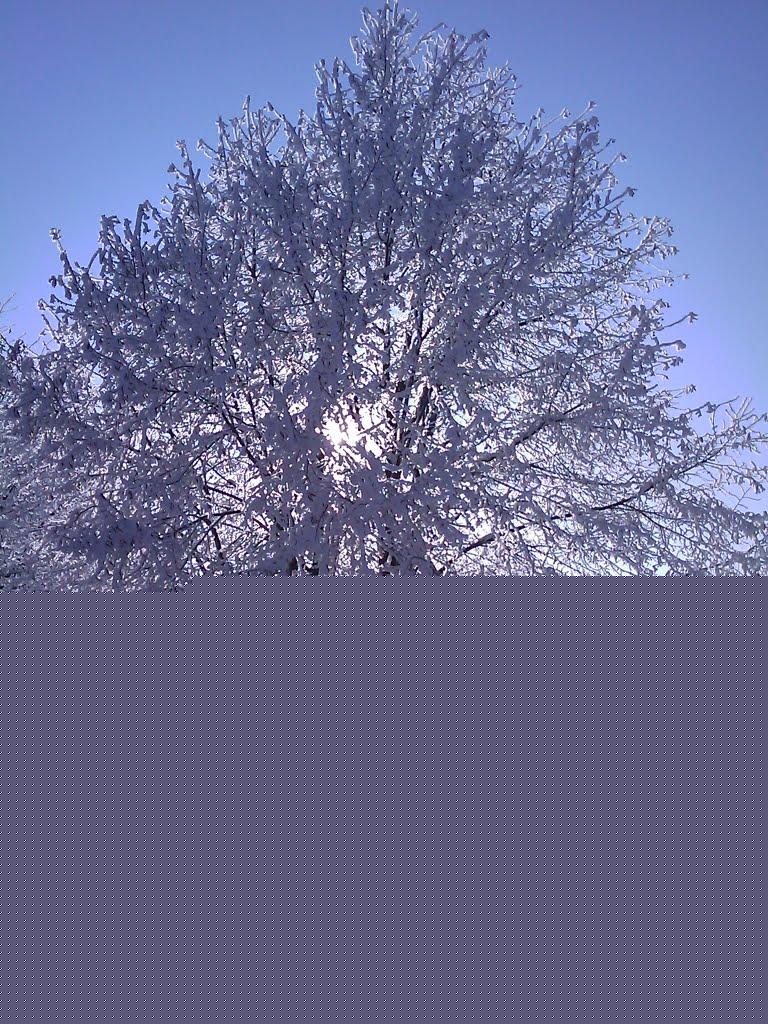 Червона Діброва з panoramio.com - Червона Діброва