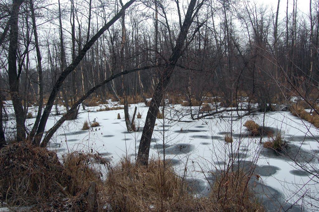 Боровеньки з panoramio.com - Borovenky