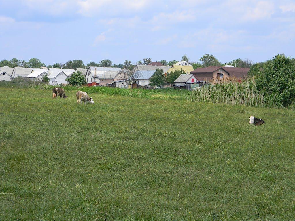 Білозір'я з panoramio.com - Білозір'я
