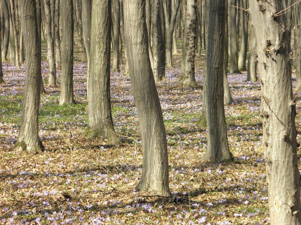 Кіцмань з panoramio.com - Кіцмань