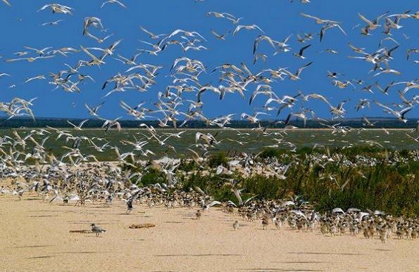 Очаків з panoramio.com - Очаков