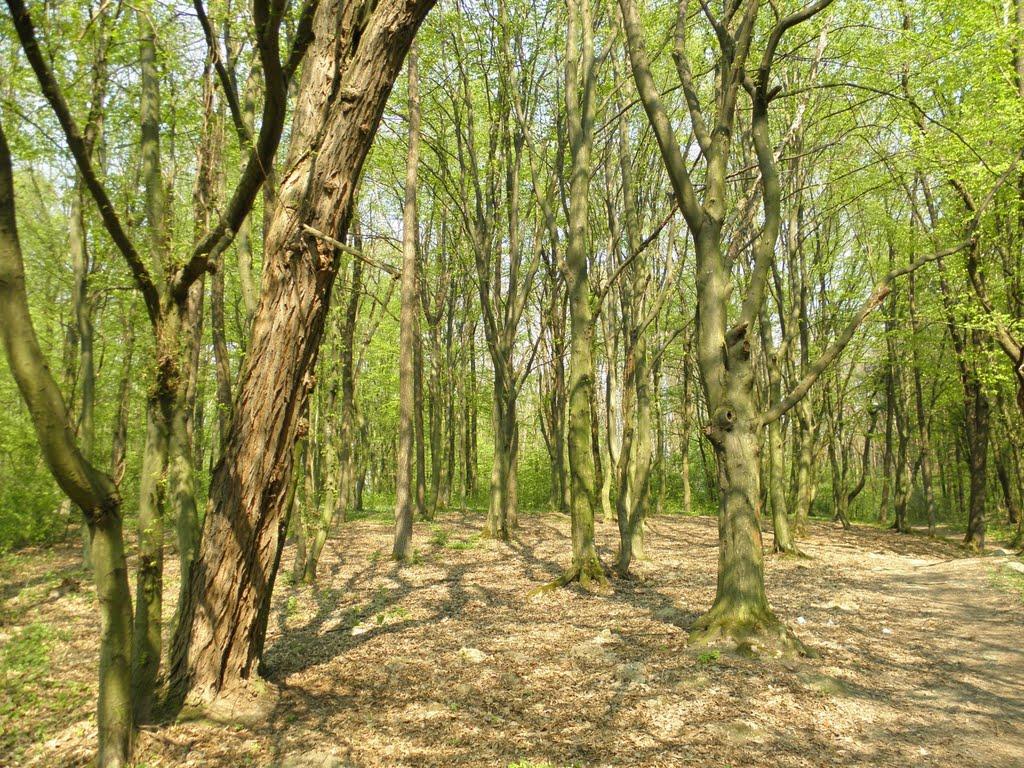 Комарно з panoramio.com - Комарно