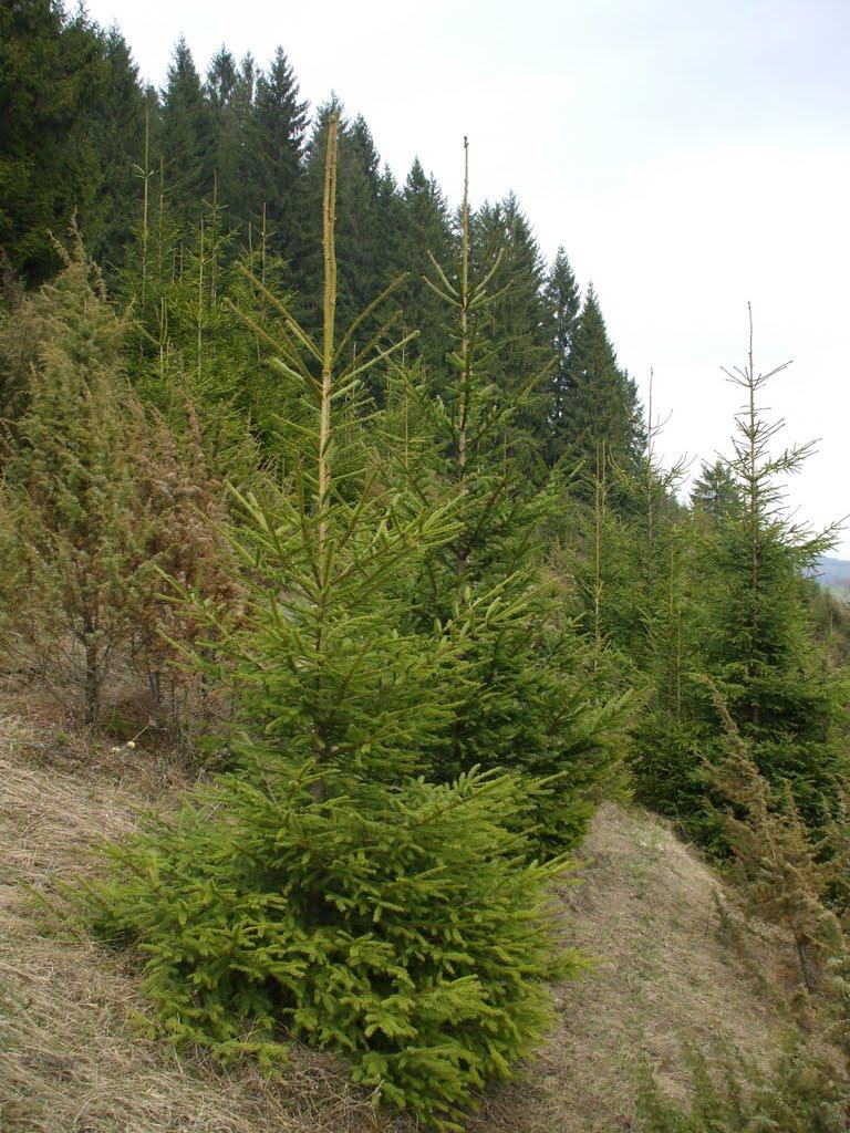 Красноїльськ з panoramio.com - Красноильск