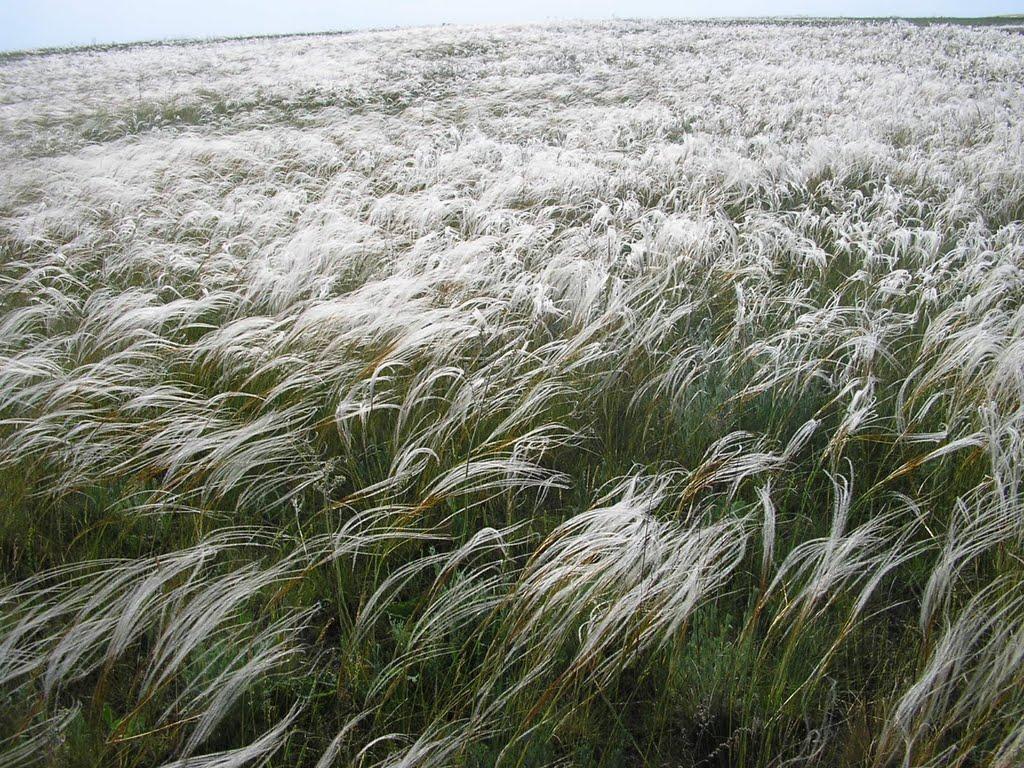 Заможне з panoramio.com - Заможне