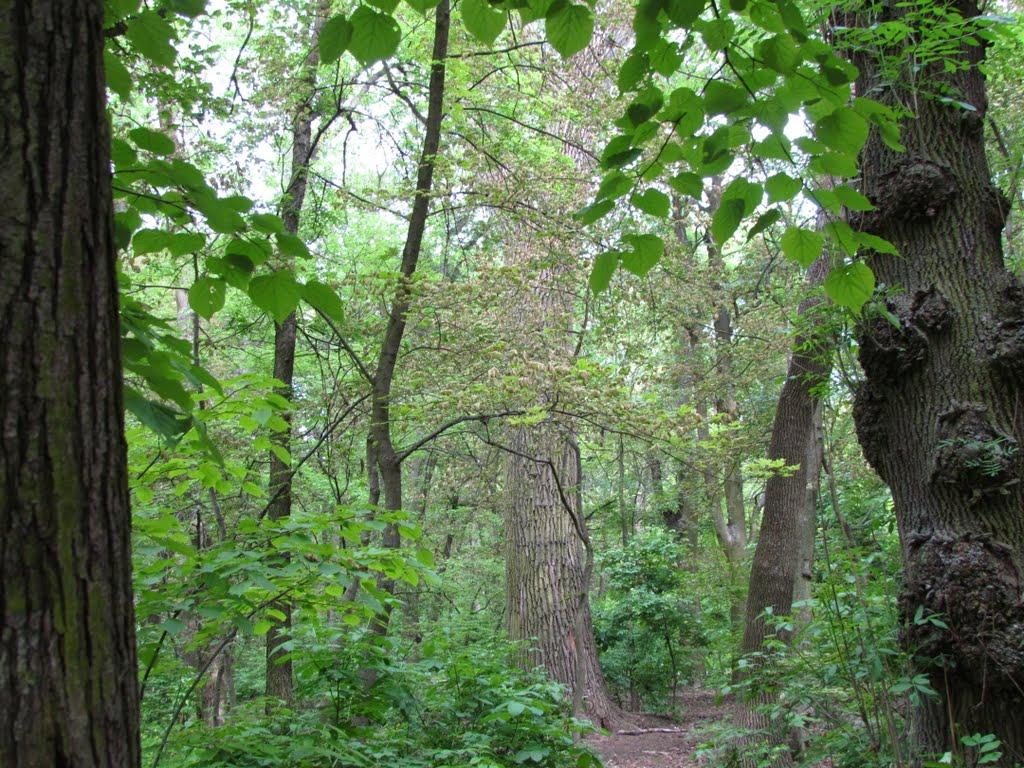 Асканія-Нова з panoramio.com - Askaniya-Nova