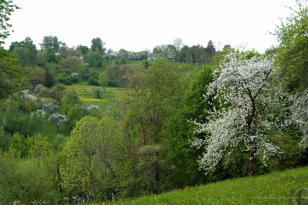 Башківці з panoramio.com - Bashkivtsi