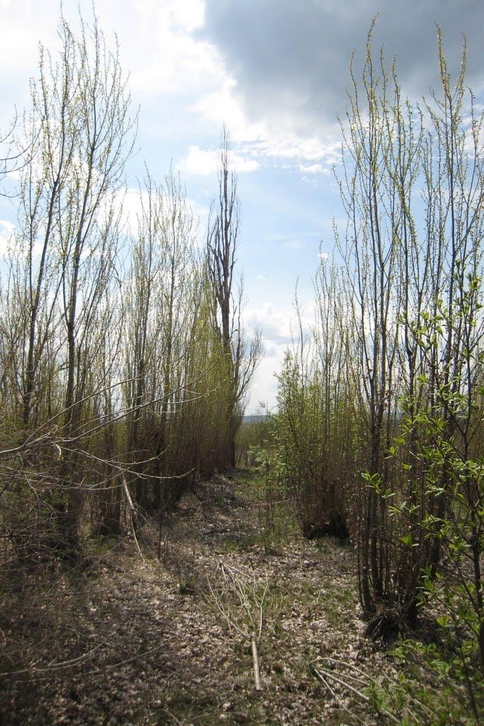 Петрівка з panoramio.com - Петровка