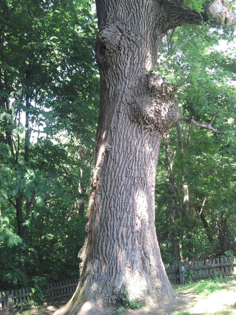 Нова Слобода з panoramio.com - Нова Слобода