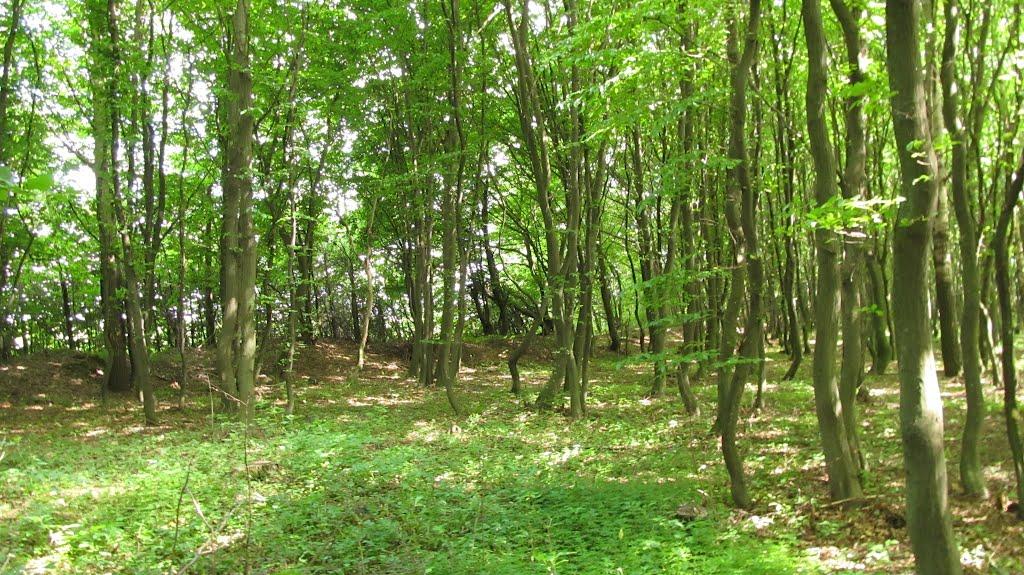 Прикордонна Улашанівка з panoramio.com - Прикордонна Улашанівка