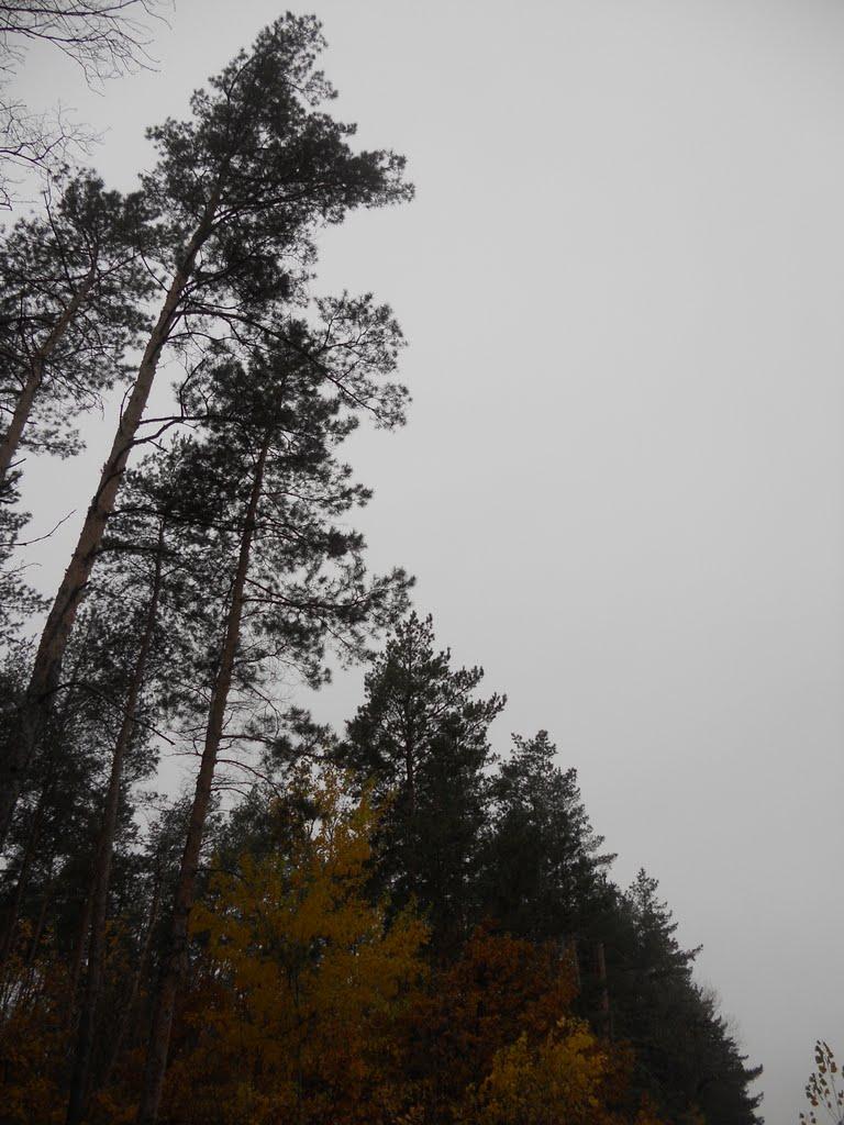 Орлівщина з panoramio.com - Орловщина