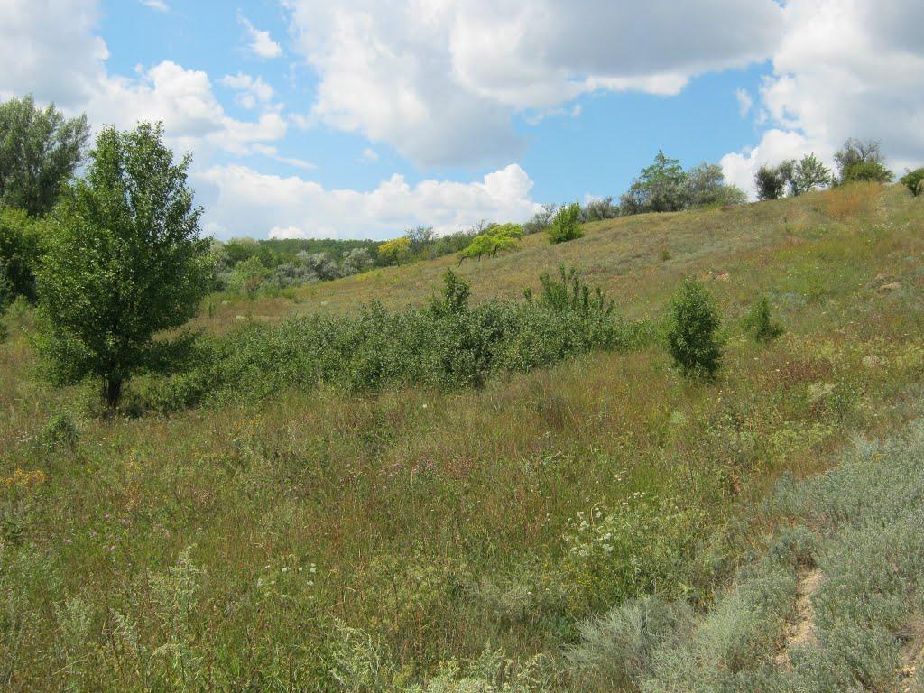 Зайцеве з panoramio.com - Зайцеве