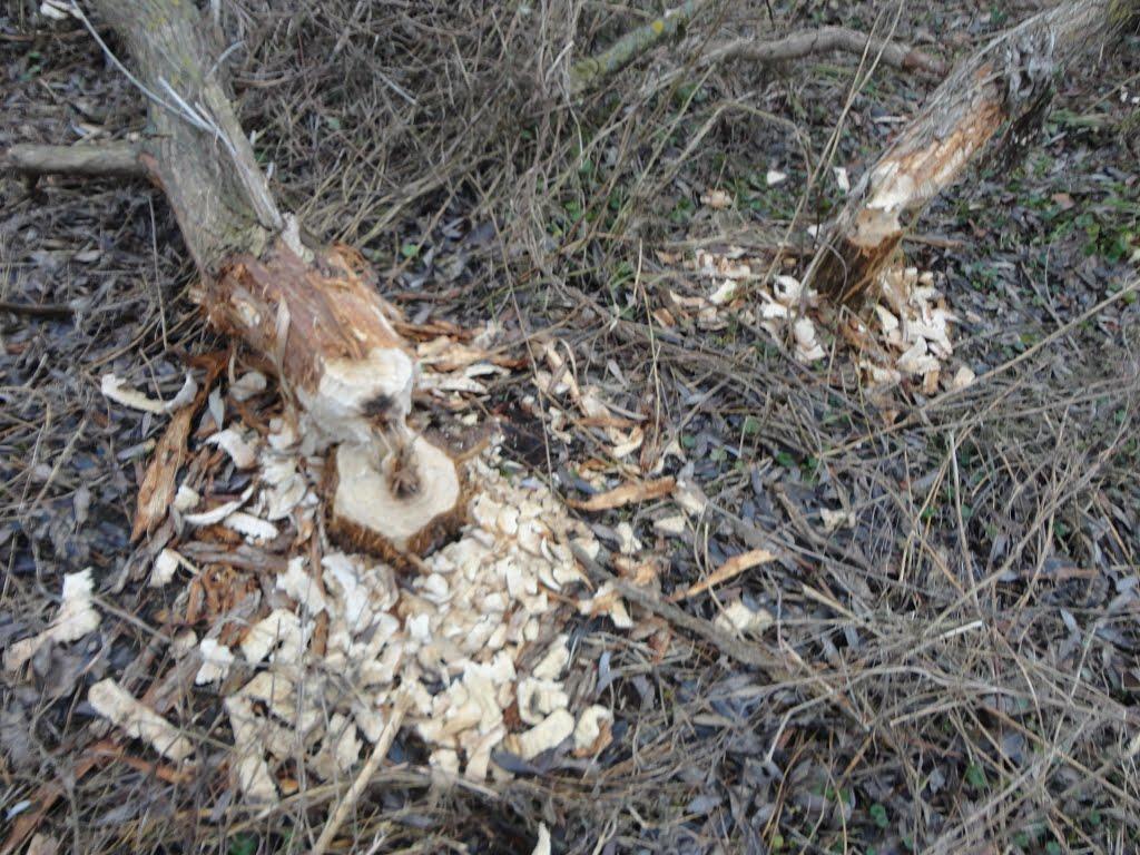 Меленці з panoramio.com - Меленці