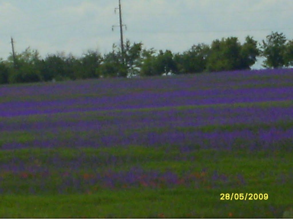 Дібрівське з panoramio.com - Дібрівське