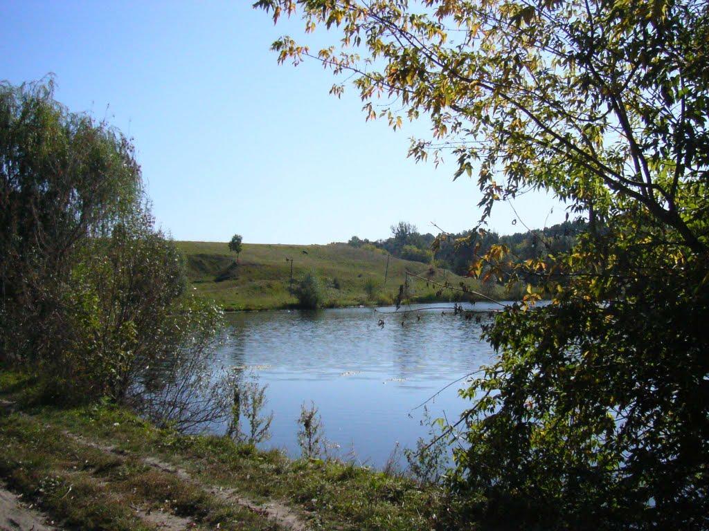 Черемуха з panoramio.com - Черемуха