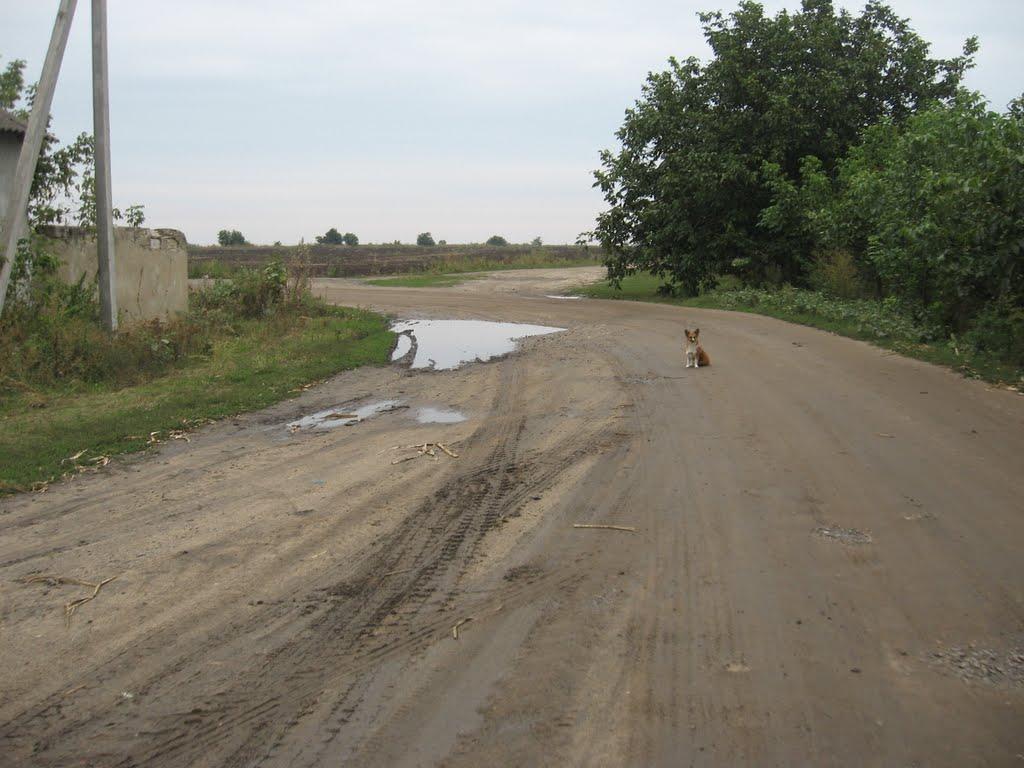 Великокомарівка з panoramio.com - Великокомарівка