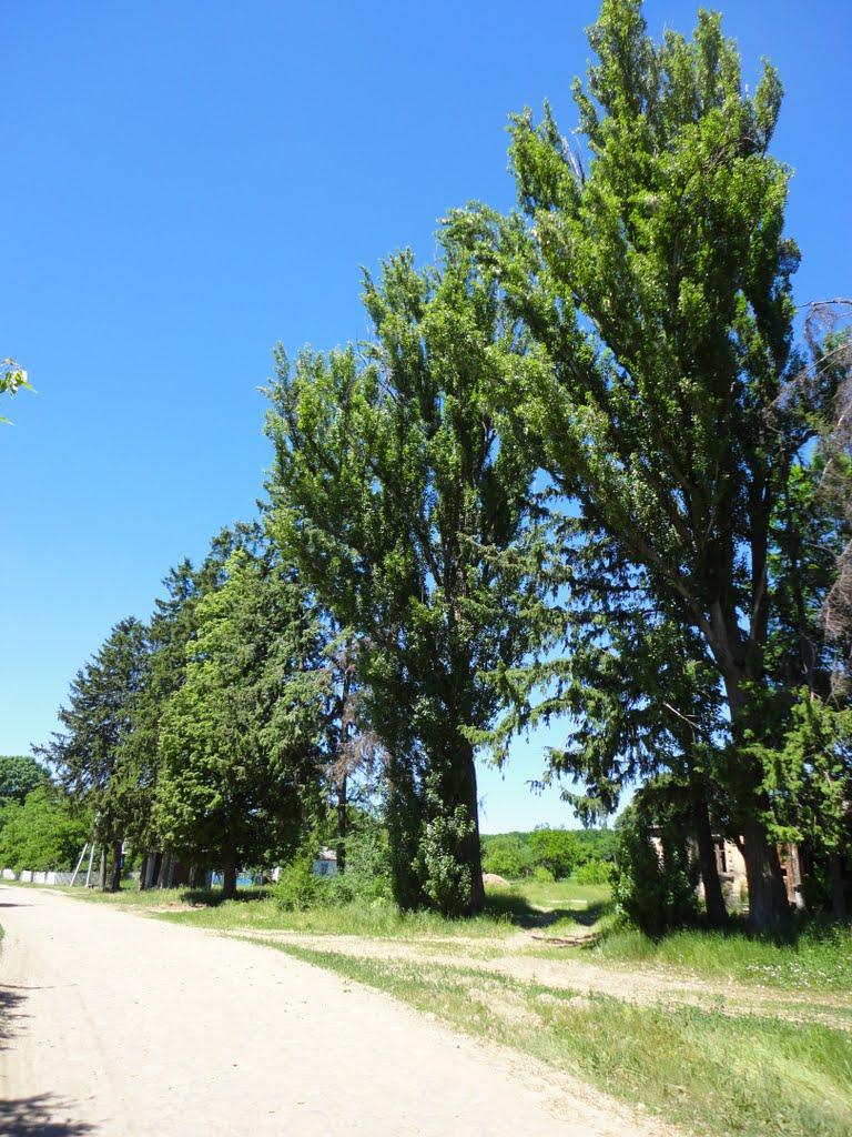 Паланочка з panoramio.com - Паланочка