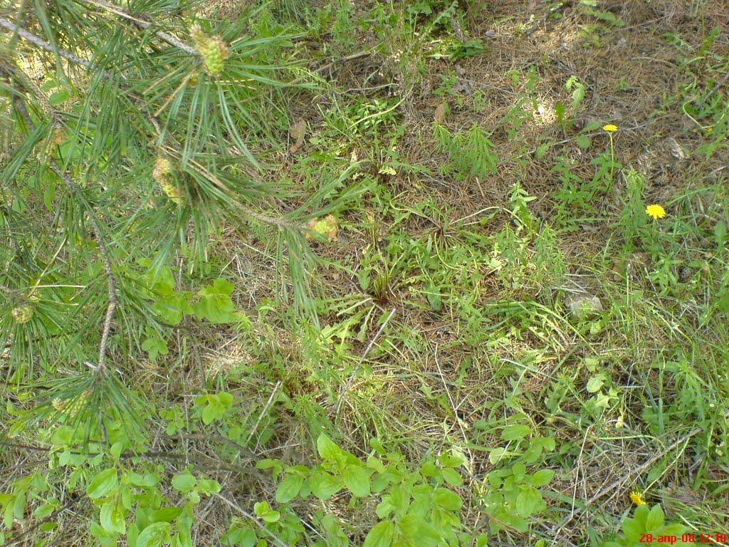 Борівське з panoramio.com - Борівське