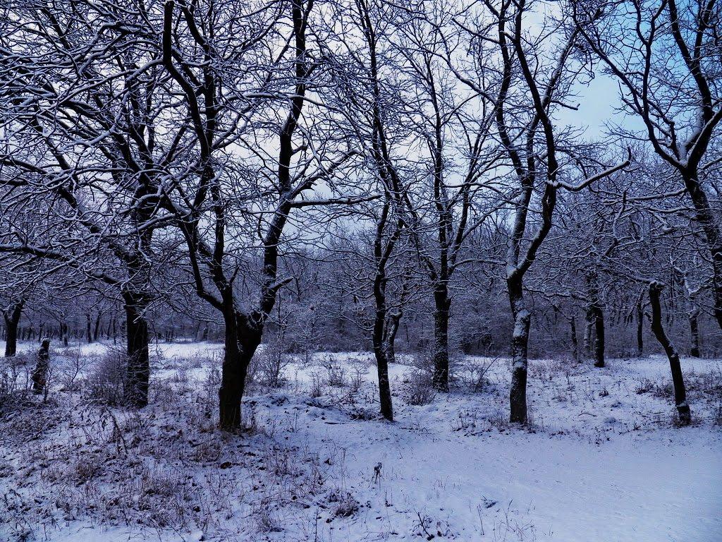 Рубці з panoramio.com - Рубцы