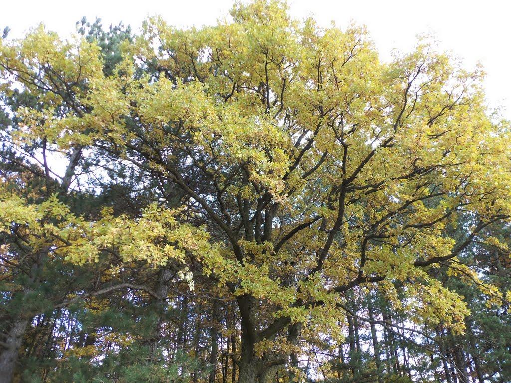 Дзвиняч з panoramio.com - Дзвиняч