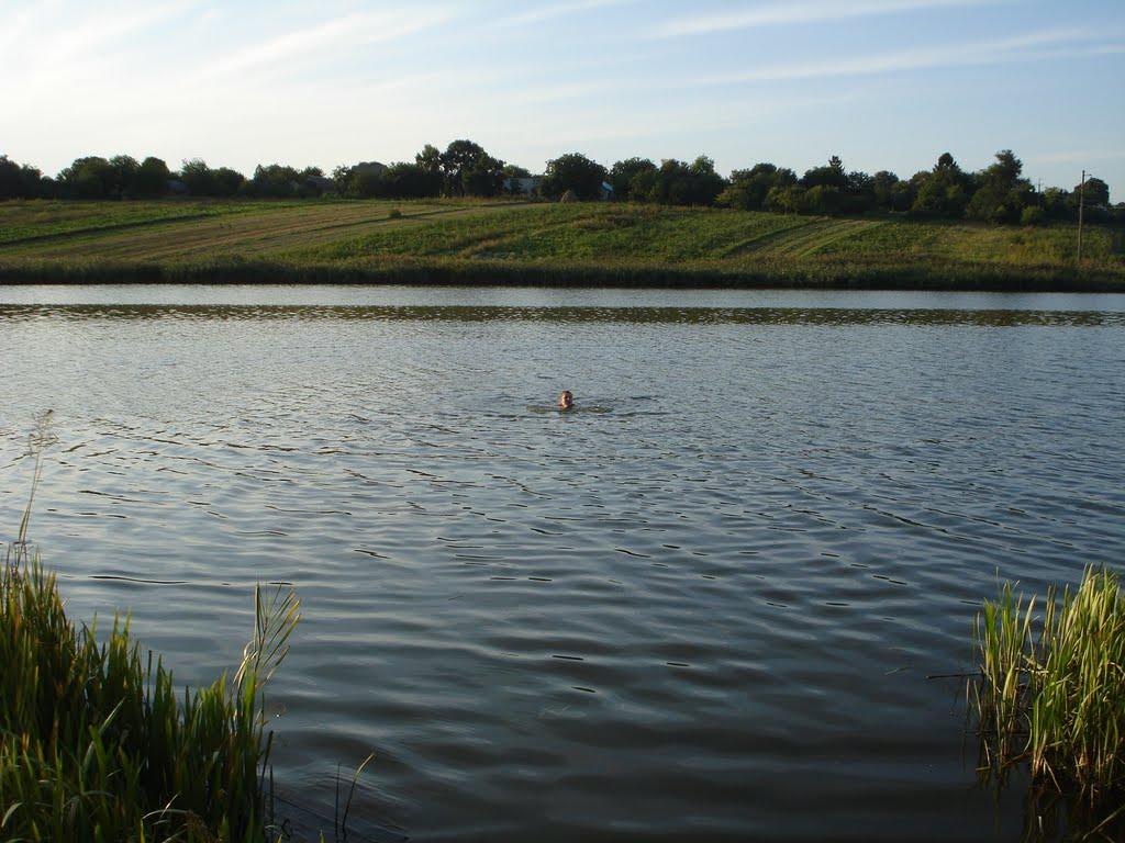 Лебеді з panoramio.com - Лебеді