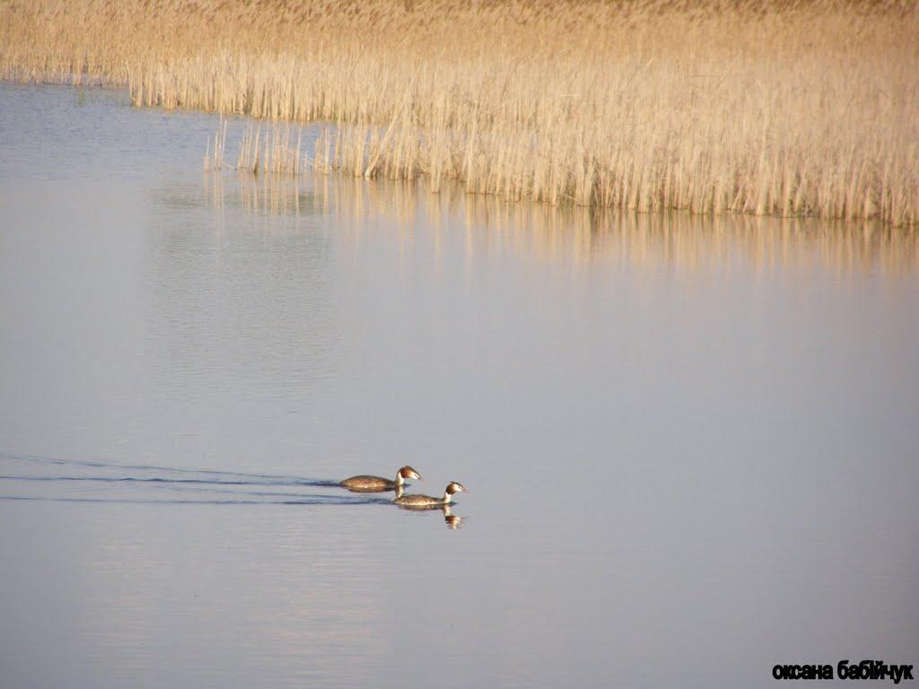 Павлівка з panoramio.com - Павлівка