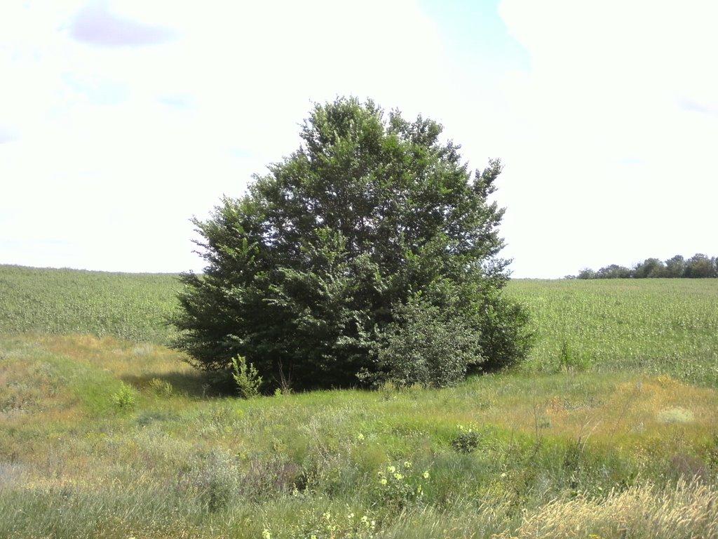 Павлопіль з panoramio.com - Павлопіль