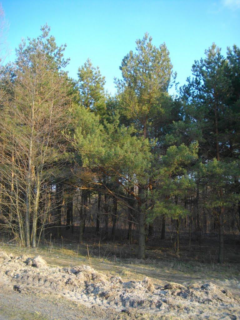 Озеро з panoramio.com - Озеро