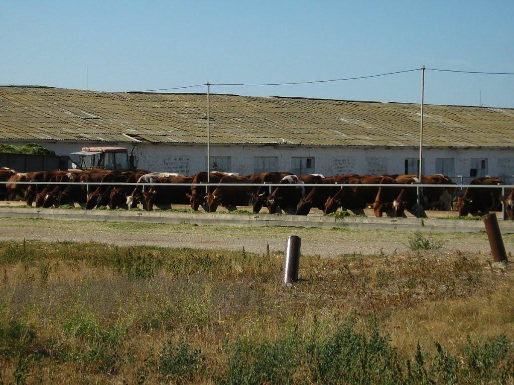 Фрунзе з panoramio.com - Фрунзе