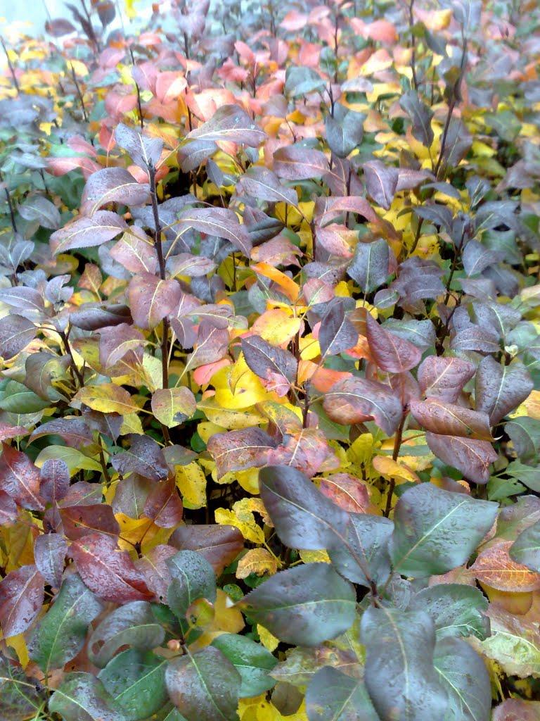 Подорожнє з panoramio.com - Подорожнє