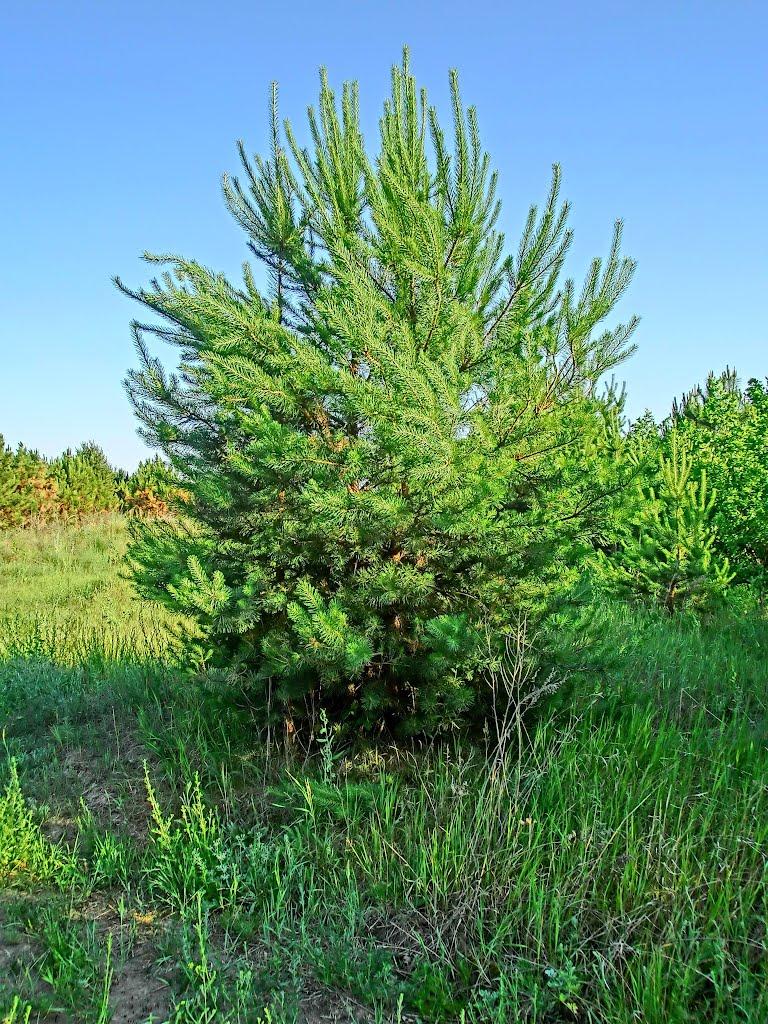 Пустельникове з panoramio.com - Пустельникове